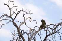 Babbuino seduto su albero nudo nel parco nazionale del coro, Botswana — Foto stock
