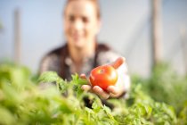 Молода жінка показує помідор, вирощений на рослинній фермі — стокове фото