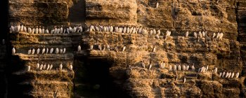 Guillemot birds roosting on cliff — Stock Photo