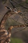 Газель Wallers на лапах випасу на Буша, Національний парк Амбоселі, Кенія — стокове фото