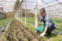 Agricoltore biologico che cura le piante giovani — Foto stock