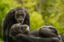 Шимпанзе в зоопарке Сан-Франциско — стоковое фото