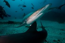 Ein seidiger Hai, der einem anderen Hai bei einem tiefen Tauchgang in der mexikanischen Insel Socorro ausweicht — Stockfoto