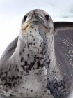 Leopard Seal on iceberg — Stock Photo