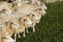 Стадо овец на солнце — стоковое фото