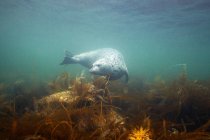 Тюлень плямистий плаваючою — стокове фото