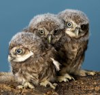 Baby Owls perching on tree branch with blue background — Stock Photo
