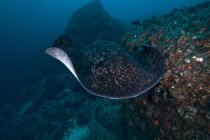 Common Marbled Ray scivolando sui fondali marini, Cocos Island, Costa Rica — Foto stock