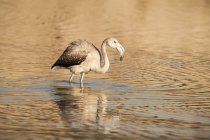 Ювенильный большой фламинго в воде — стоковое фото