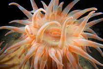 Close up tiro de mar anêmona debaixo de água — Fotografia de Stock