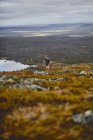 Man trail running on rocky cliff top, Keimiotunturi, Laponia, Finlandia - foto de stock