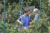 Father and son picking tomatoes on allotment — Stock Photo