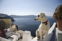Perro mirando por encima del hombro en vista al mar, Oia, Santorini, Cícladas, Grecia - foto de stock