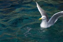 Retrato de gaivota flutuando no mar com asas abertas — Fotografia de Stock