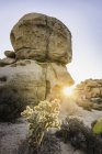 Cactus de rochers et cholla au coucher du soleil dans le parc national Joshua Tree au crépuscule, Californie, USA — Photo de stock