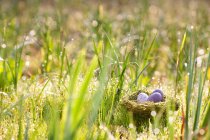 Ovos de páscoa salpicados aninhados em ninho na grama verde — Fotografia de Stock