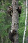 Brown bear cubs climbing tree in forest — Stock Photo