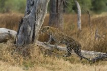 Леопард (Panthera pardus) идет по падающему дереву, концессия Квая, дельта Окаванго, Ботсвана — стоковое фото