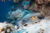 Raie tachetée bleue au récif corallien, prise de vue sous-marine — Photo de stock