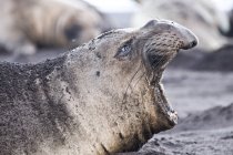 Vista lateral da foca do elefante do norte que chama na praia na ilha de Guadalupe, México — Fotografia de Stock