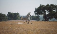 Кінь біжить у полі — стокове фото
