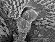 Micrografía electrónica de barrido de la cabeza del escarabajo - foto de stock