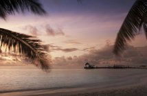 Árvores de praia ao pôr do sol, Ari Atoll, Maldivas — Fotografia de Stock