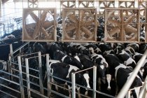 Скот в сарае на молочной ферме, возвышенный вид — стоковое фото