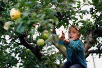 Хлопчик збирає фрукти на дереві — стокове фото