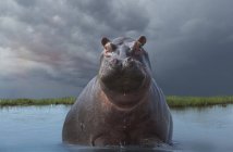 Hippo ou Hippopotamus amphibius dans l'eau regardant caméra, botswana, afrique — Photo de stock