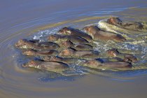 Aerial view of group of hippopotamus swimming, South Africa — Stock Photo