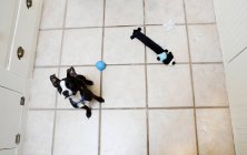 Высокий угол зрения бостонского терьера сидя с игрушками на полу кухни и глядя вверх — стоковое фото