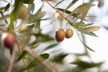 Oliven, die auf Pflanzen im Olivenhain wachsen — Stockfoto