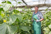 Ritratto di agricoltore biologico che raccoglie cetrioli in serra — Foto stock