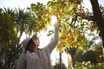 Reife Frau greift nach Orange am Baum, Sevilla Spanien — Stockfoto
