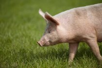 Свинья ходит по ярко-зеленой траве, вид сбоку — стоковое фото