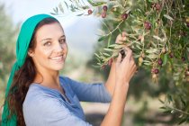 Жінка збирає оливки в оливковому гаю, портрет — стокове фото