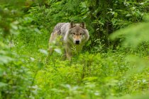 Lobo cinzento na floresta, Golden, British Columbia, Canadá — Fotografia de Stock