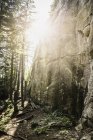 Мальовничий вид на Murrin Провінційний парк, Squamish, Британська Колумбія, Канада — стокове фото