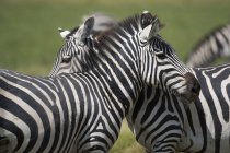Zebras comuns no Parque Nacional Amboseli, Quênia, África — Fotografia de Stock