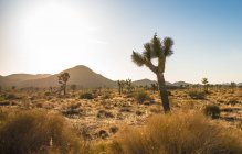 Joshua trees in dry land under clear blue sky — Stock Photo