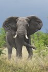 Elefante africano ou loxodonta africana olhando para a câmera enquanto pastando em estado selvagem, botswana, áfrica — Fotografia de Stock