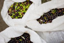 Close up of Olive harvest in bags — Stock Photo