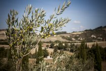Olivenbaum, siena, valle orcia, toskana, italien — Stockfoto