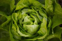 Close up shot of butterhead lettuce head — Stock Photo