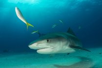 Side view of shark swimming under water — Stock Photo