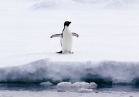 Pinguim de Adelie em gelo no oceano sul, 180 milhas ao norte da Antártida Oriental, Antártida — Fotografia de Stock