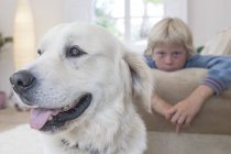 Крупний план домашньої собаки, хлопчик спирається на диван на фоні — стокове фото