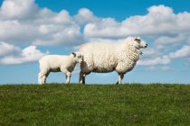 Pecora adulta con agnello su campo verde alla luce del sole — Foto stock