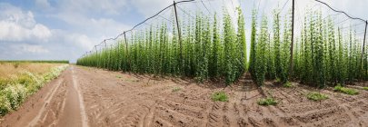 Cultivated hop plants — Stock Photo